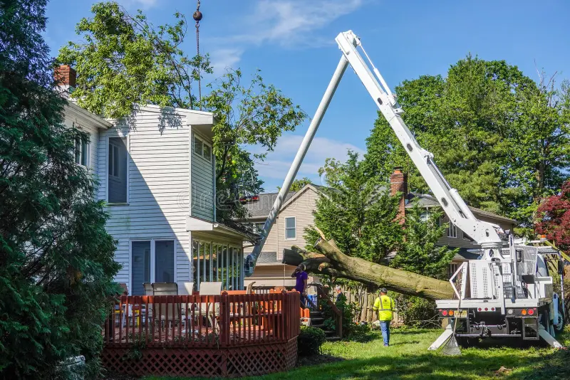 Tree Surgery
